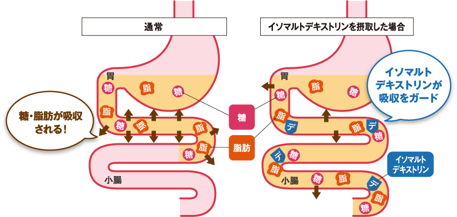通常時とイソマルトデキストリンを摂取した場合の比較